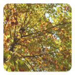Changing Maple Tree Green and Gold Fall Color Square Sticker