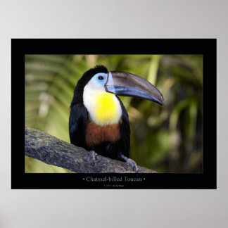 Channel-billed Toucan Poster