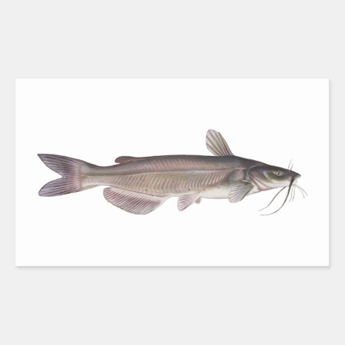 Channel Catfish _ Freshwater Fishing Rectangular Sticker