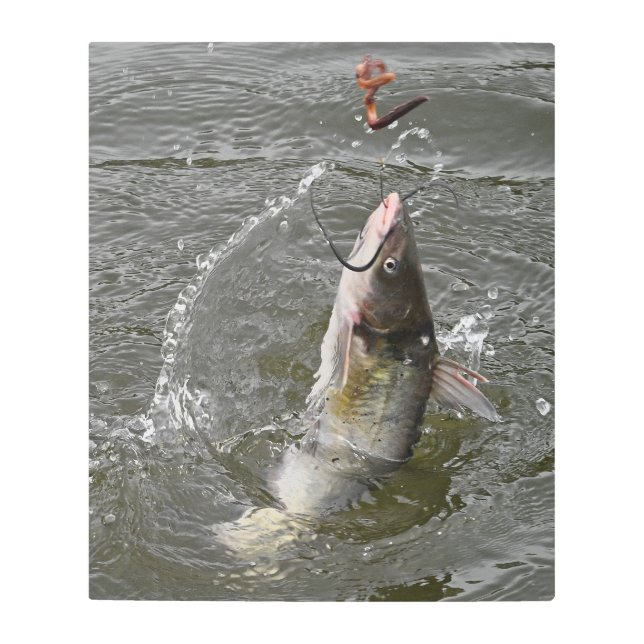 Channel Catfish Jumping Out Of The Water Metal Print (Front)