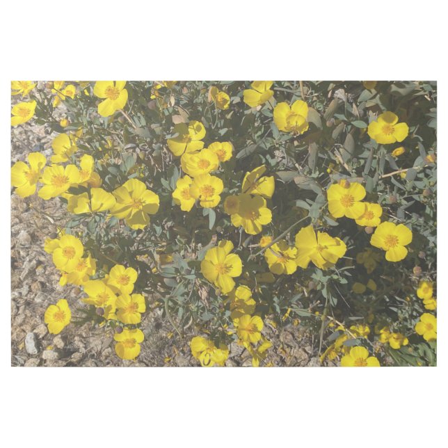 Channel Islands Tree Poppy Gallery Wrap (Front)