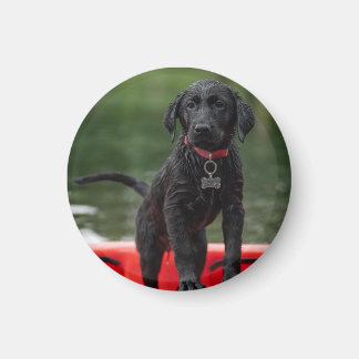 Chapa o imán con imagen de perro. magnet