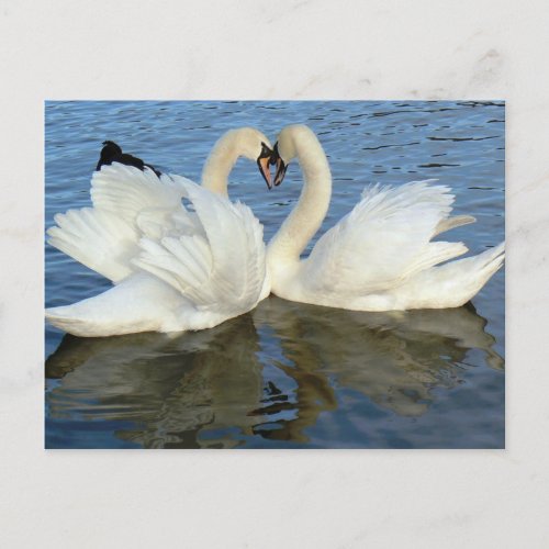 Chaperoned Swan Heart Love Postcard