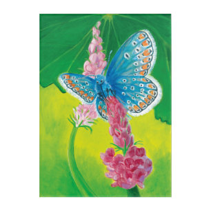 Chapmans blue butterfly (Polyommatus thersites) Acrylic Print