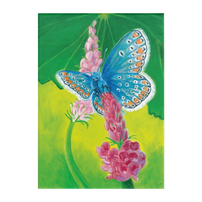 Chapmans blue butterfly (Polyommatus thersites)  Acrylic Print (Front)