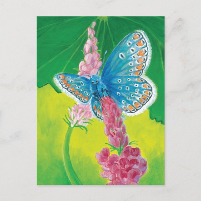 Chapmans blue butterfly (Polyommatus thersites)  Holiday Postcard (Front)