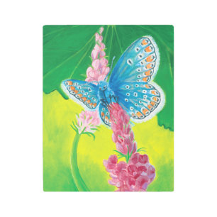 Chapmans blue butterfly (Polyommatus thersites) Metal Print