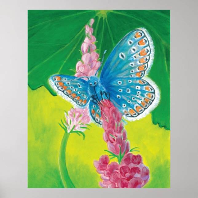 Chapmans blue butterfly (Polyommatus thersites)  Poster (Front)