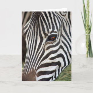 Chapman's Zebra Card