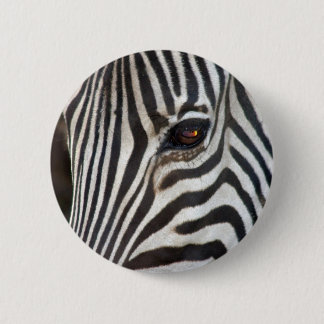 Chapman's Zebra Pinback Button