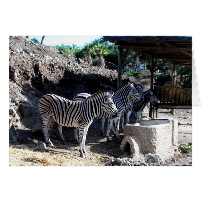 Chapmans Zebras Cards (Front Horizontal)