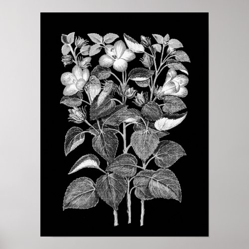 Charcoal Drawing of Italian Hibiscus flowers Poster