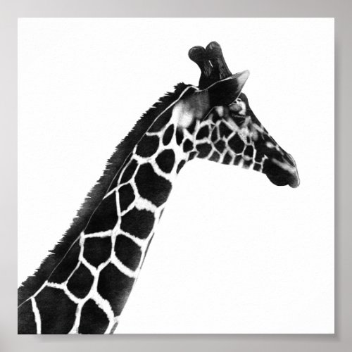 Charcoal Sketch Giraffe Poster