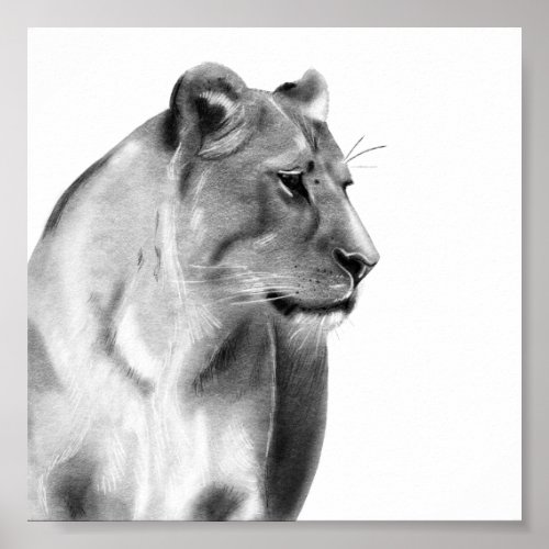 Charcoal Sketch Lioness Female Lion Poster