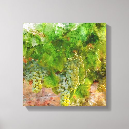 Chardonnay Grapes on the Vine Canvas Print