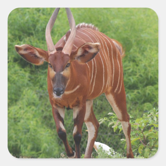 Chargin' Square Sticker (Front)