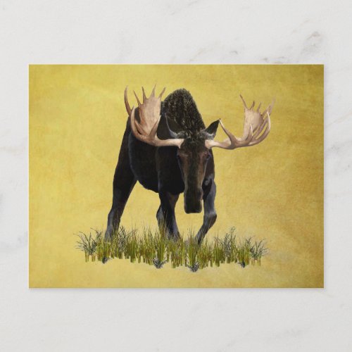 Charging Bull Moose Postcard