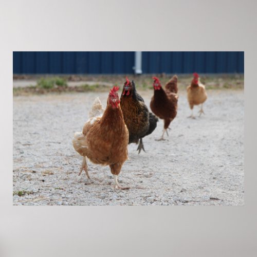 Charging Chickens Poster