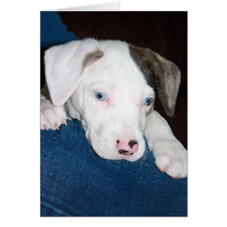 Chari The Catahoula Puppy Cards