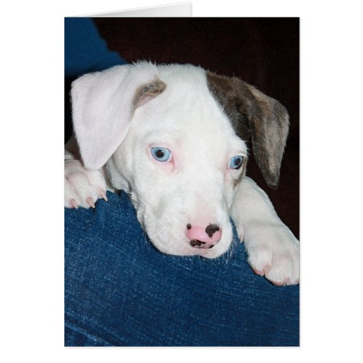 Chari The Catahoula Puppy Cards (Front)