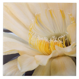 Charlemagne Echinopsis cactus in bloom Ceramic Tile