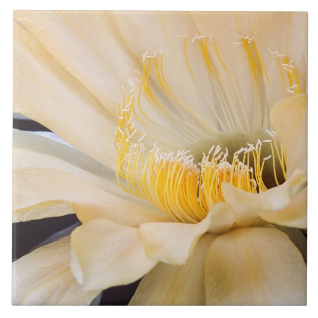 Charlemagne Echinopsis cactus in bloom  Ceramic Tile (Front)