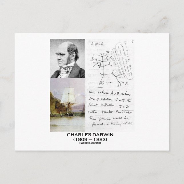 Charles Darwin (Darwin HMS Beagle Phylogenetics) Postcard (Front)