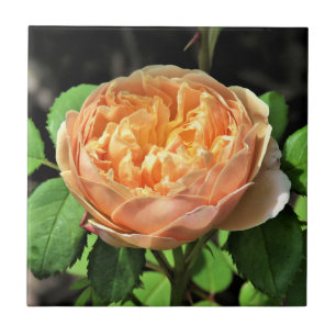 Charles Darwin Rose, Yellow to white Ceramic Tile