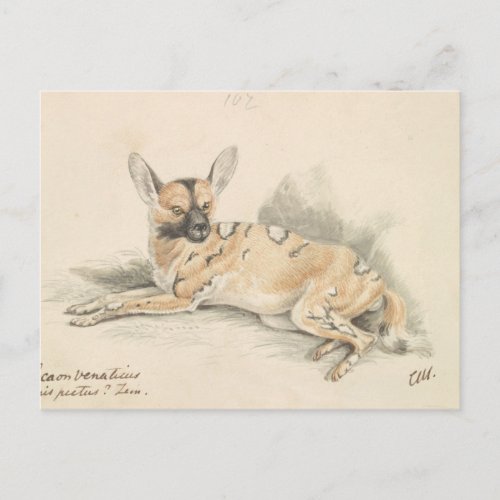 Charles Hamilton Smith _ African Wild Dog Postcard