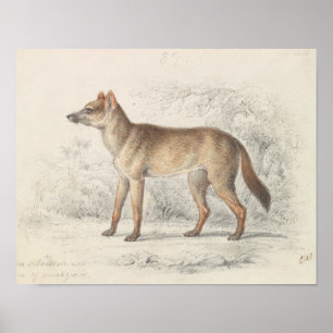 Charles Hamilton Smith - Aguara Dog of the Woods Poster