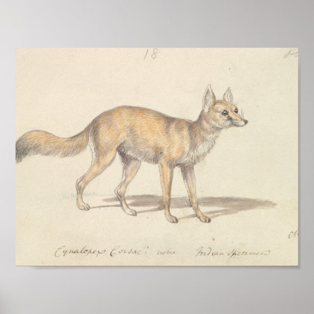 Charles Hamilton Smith - Corsac Dog-Fox Poster (Front)