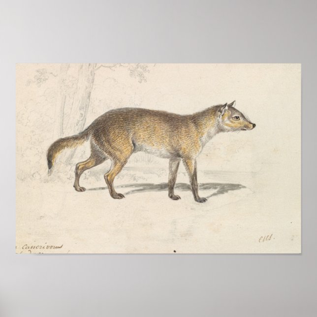 Charles Hamilton Smith - Crabodago Aguara Fox Poster (Front)