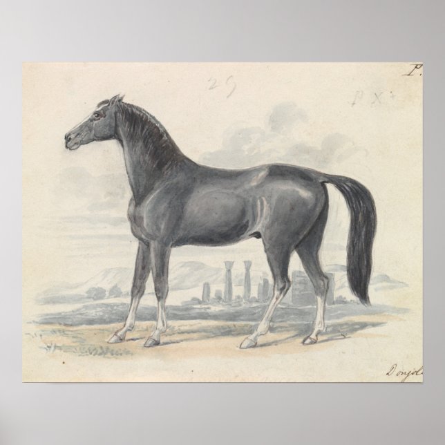 Charles Hamilton Smith - Dongola Horse Poster (Front)
