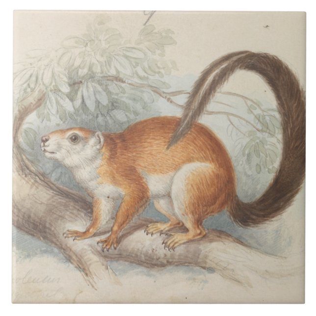 Charles Hamilton Smith - Duvaucel's Squirrel Ceramic Tile (Front)