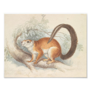 Charles Hamilton Smith - Duvaucel's Squirrel Photo Print