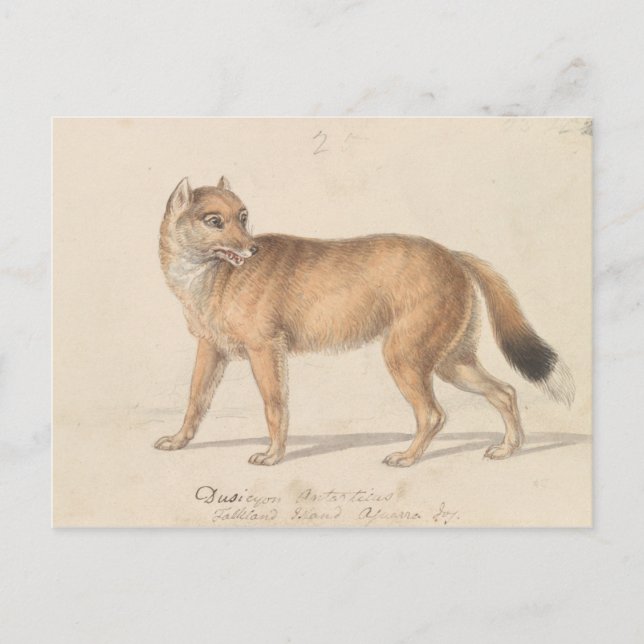Charles Hamilton Smith - Falkland Islands Wolf Postcard (Front)