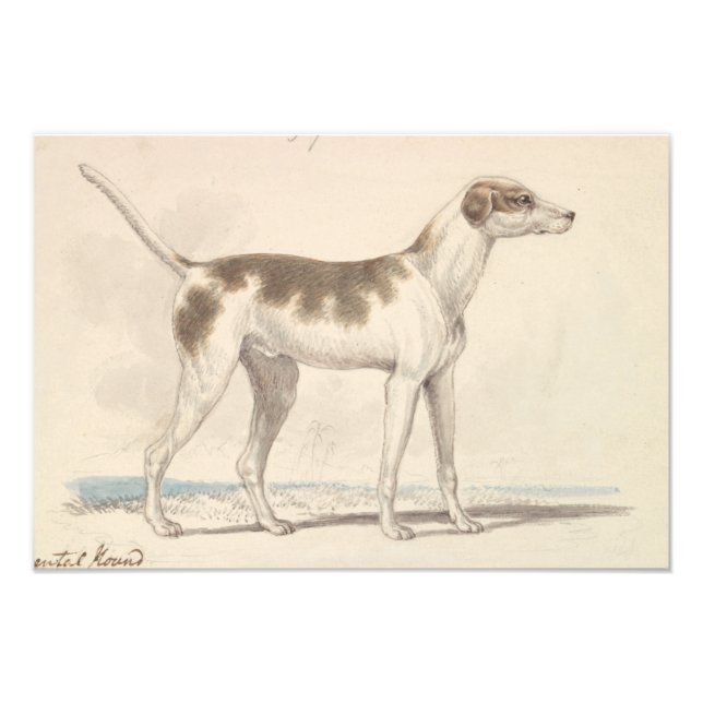Charles Hamilton Smith - Oriental Hound Photo Print (Front)