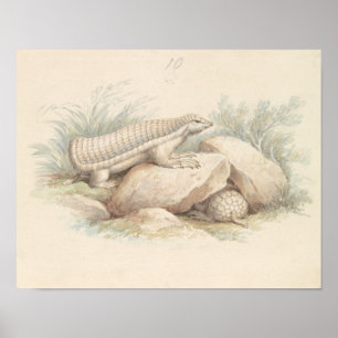 Charles Hamilton Smith - Pink Fairy Armadillo Poster