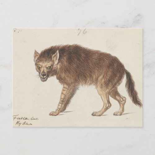 Charles Hamilton Smith _ The Brown Hyena Postcard