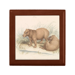 Charles Hamilton Smith - The Capybara Gift Box
