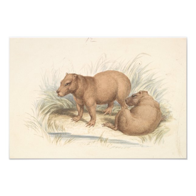 Charles Hamilton Smith - The Capybara Photo Print (Front)