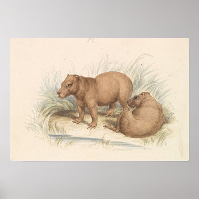 Charles Hamilton Smith - The Capybara Poster (Front)