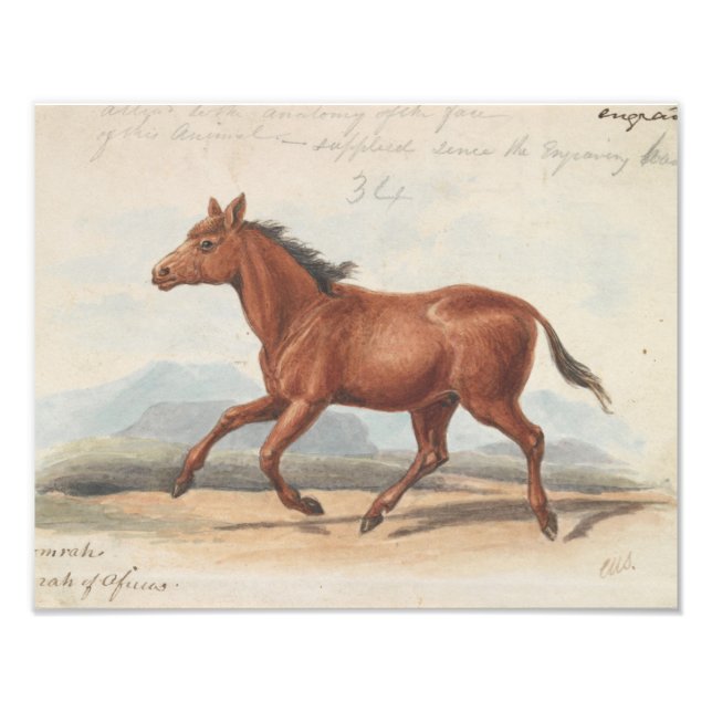 Charles Hamilton Smith - The Koomrah Horse Photo Print (Front)