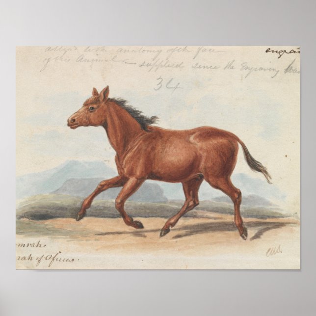 Charles Hamilton Smith - The Koomrah Horse Poster (Front)
