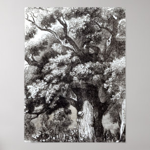 Charles II  Hidden in the Oak Tree Poster