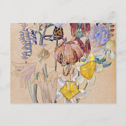 Charles Rennie Mackintosh _ Mont Louis _ Flower Postcard