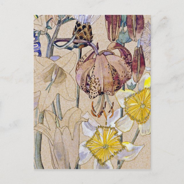 Charles Rennie Mackintosh - Mont Louis - Flower Postcard (Front)