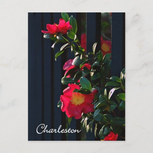 Charleston Camelia Postcard