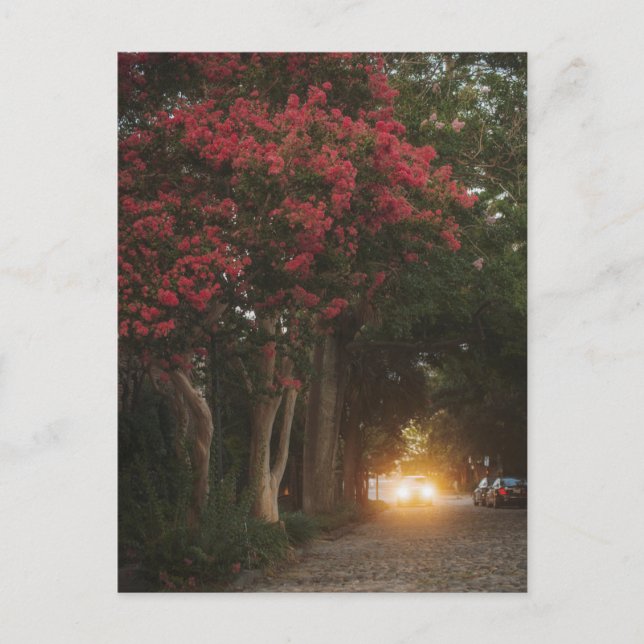 Charleston Crape Myrtle Postcard (Front)