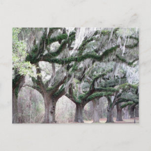 Charleston Oaks Postcard